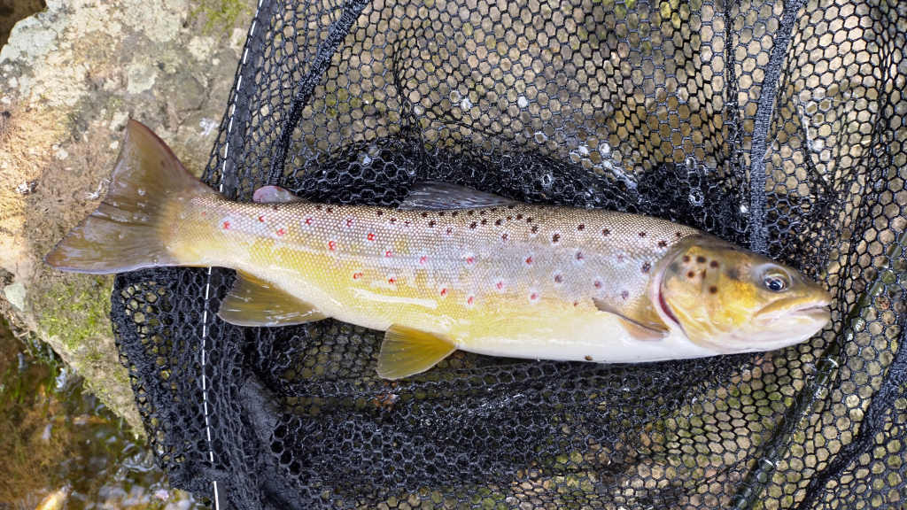 Photo of the Solid trout